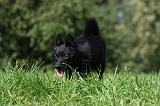 SCHIPPERKE 715